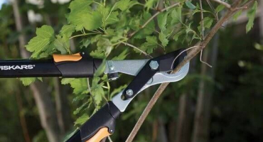 Kdy a jak správně oříznout rybíz pro dobrou úrodu